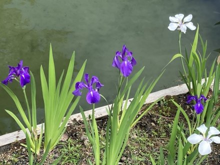 見頃の花々（５月５日）