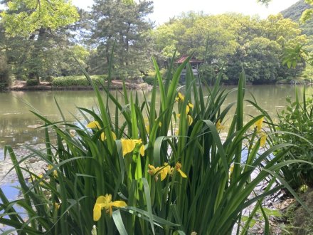 見頃の花々（５月５日）