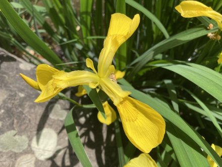 見頃の花々（５月５日）