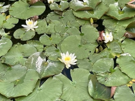 見頃の花々（５月５日）