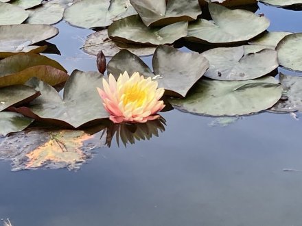 見頃の花々（５月５日）