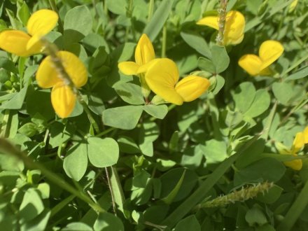 見頃の花々（５月５日）