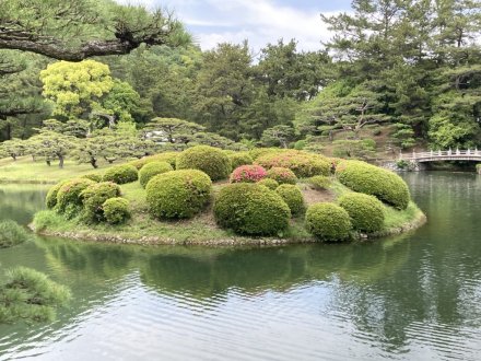 サツキツツジの様子と、白い花、見頃の花々（５月８日）