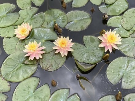 サツキツツジの様子と、白い花、見頃の花々（５月８日）