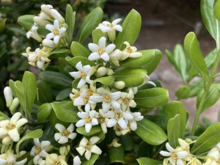 サツキツツジの様子と、白い花、見頃の花々（５月８日）