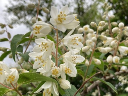 サツキツツジの様子と、白い花、見頃の花々（５月８日）