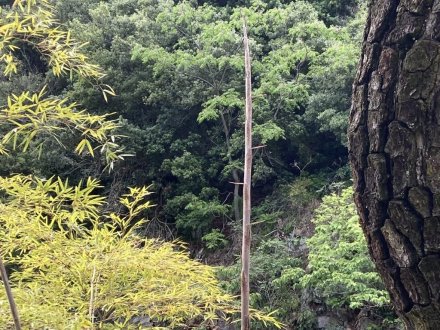 サツキツツジの様子と、白い花、見頃の花々（５月８日）