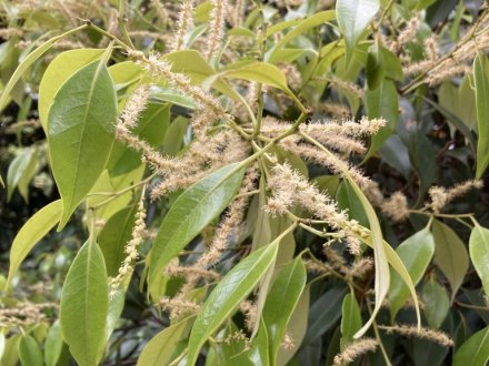 サツキツツジの様子と、白い花、見頃の花々（2023.5.8）