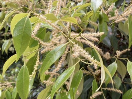 サツキツツジの様子と、白い花、見頃の花々（５月８日）