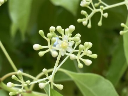 サツキツツジの様子と、白い花、見頃の花々（５月８日）