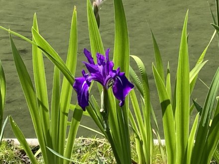 カキツバタと見頃の花々（５月１０日）