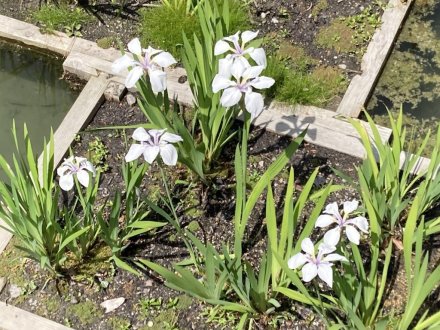 カキツバタと見頃の花々（５月１０日）