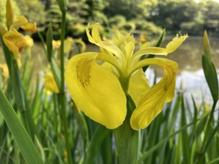 カキツバタと見頃の花々（５月１０日）