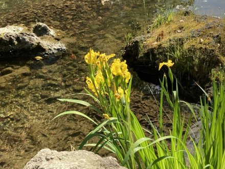 カキツバタと見頃の花々（５月１０日）