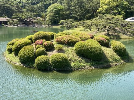 カキツバタと見頃の花々（５月１０日）