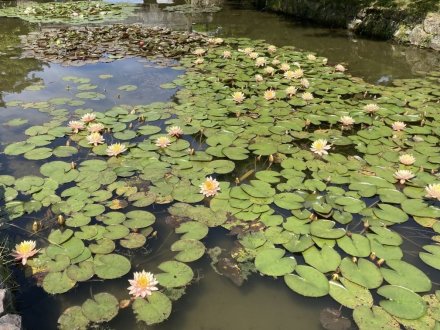 カキツバタと見頃の花々（５月１０日）