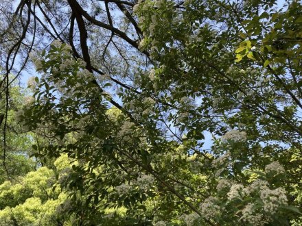 カキツバタと見頃の花々（５月１０日）