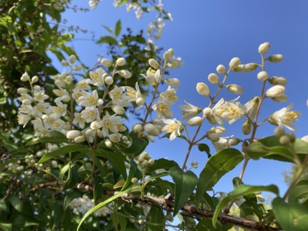 カキツバタと見頃の花々（５月１０日）