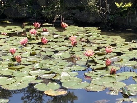 スイレンと、見頃の花々（５月１２日）