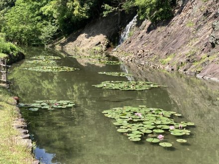 スイレンと、見頃の花々（５月１２日）