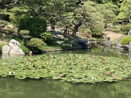 スイレンと、見頃の花々（５月１２日）