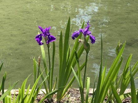 スイレンと、見頃の花々（５月１２日）