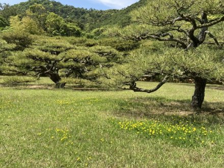 スイレンと、見頃の花々（５月１２日）