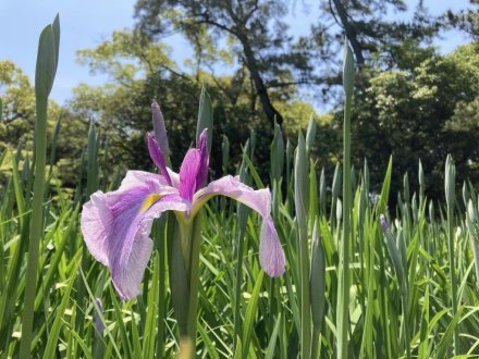 スイレンと、見頃の花々（５月１２日）