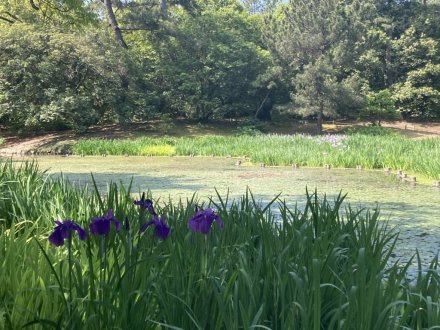 サツキツツジと、見頃の花々　（ウツギ満開）（2023.5.15）
