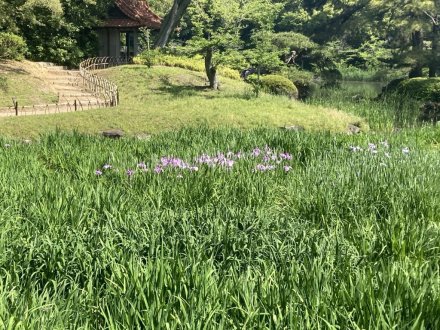 サツキツツジと、見頃の花々　（ウツギ満開）（2023.5.15）