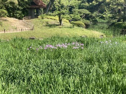 サツキツツジと、見頃の花々　（ウツギ満開）（５月１６日）