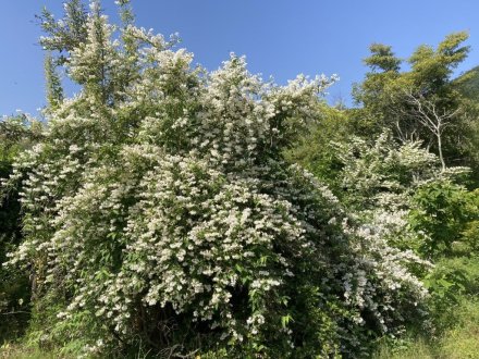 サツキツツジと、見頃の花々　（ウツギ満開）（５月１６日）