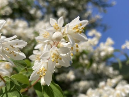 サツキツツジと、見頃の花々　（ウツギ満開）（2023.5.15）