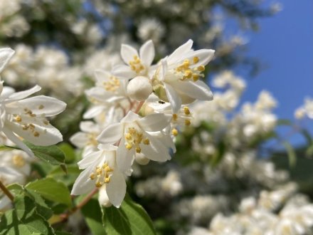 サツキツツジと、見頃の花々　（ウツギ満開）（５月１６日）