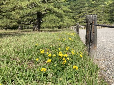 サツキツツジと、見頃の花々　（ウツギ満開）（５月１６日）