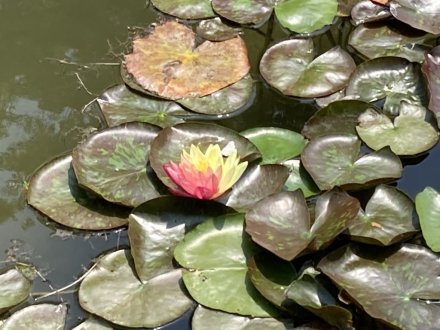 ラッキーなスイレンと、見頃の花々（2023.5.22）