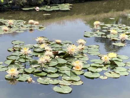 ラッキーなスイレンと、見頃の花々（2023.5.22）