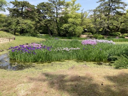 ラッキーなスイレンと、見頃の花々（2023.5.22）