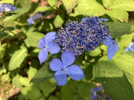 ラッキーなスイレンと、見頃の花々（2023.5.22）