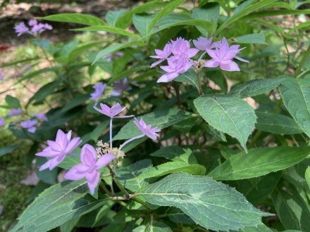 ラッキーなスイレンと、見頃の花々（2023.5.22）