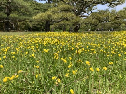 ラッキーなスイレンと、見頃の花々（2023.5.22）