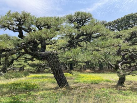 ラッキーなスイレンと、見頃の花々（2023.5.22）