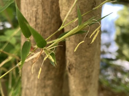竹の花と見頃の花々（2023.5.25）
