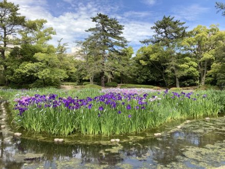 竹の花と見頃の花々（2023.5.25）