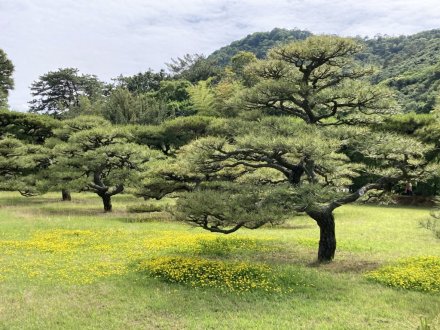 竹の花と見頃の花々（2023.5.25）
