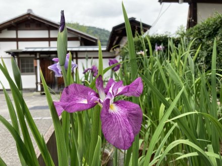 恋ツツジと、見頃の花々（2023.5.29）