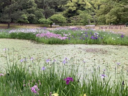 恋ツツジと、見頃の花々（2023.5.29）