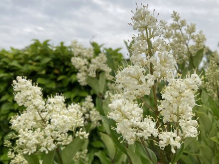 恋ツツジと、見頃の花々（2023.5.29）