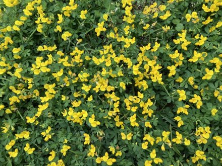 恋ツツジと、見頃の花々（2023.5.29）