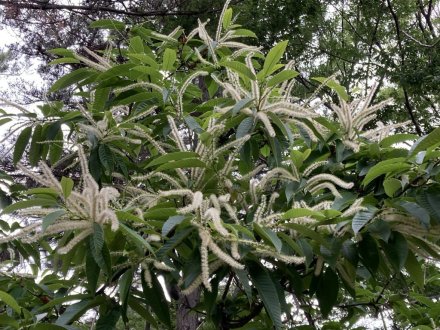 クリの花と、見頃の花々（2023.6.5）